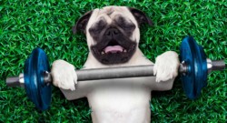 Excercise Routine of Aging Dog